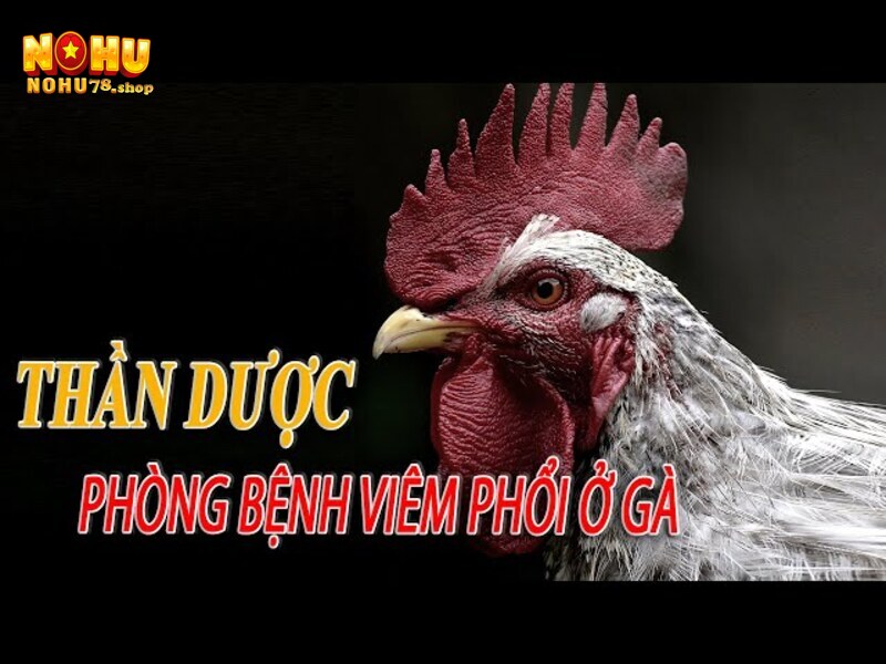 Bệnh phổi ở gà